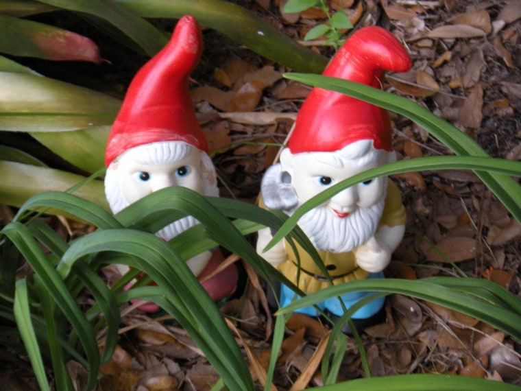 Gnomes hiding in my yard.